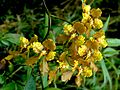 Cyrtochilum ionodon