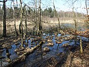 Czarcie Bagno koło Goślic