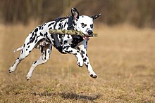 Dalmatien allant chercher un bâton.jpg