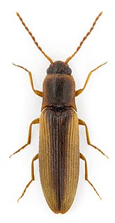 <i>Dalopius marginatus</i> Species of beetle