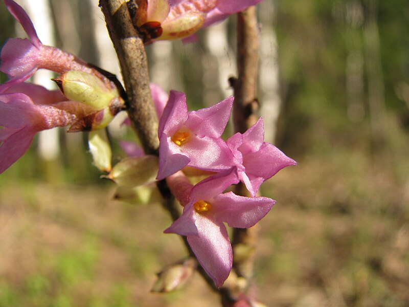 File:Daphne mezereum111.JPG