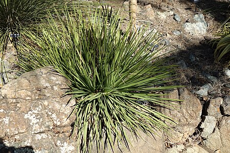 Dasylirion longissimum - Leaning Pine Arboretum - DSC05570.jpg