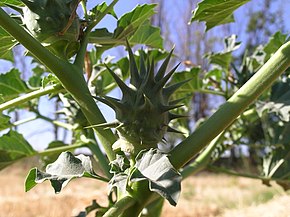 Beskrivelse av DaturaFerox-Fruit.JPG-bildet.