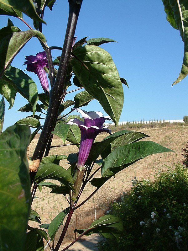 Datura metel 'Fastuosa' (Hindi: काला धतूरा kāla dhatūra – "black datura")