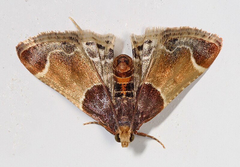 File:Day 224 - Meal Moth - Pyralis farinalis, Woodbridge, Virginia.jpg