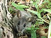 Deer Mouse (Peromyscus maniculatus) (9310532204).jpg