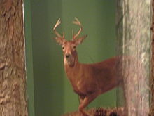 Deer exhibit at Cape Fear Museum. Deer exhibit, Cape Fear Museum, Wilmington, NC IMG 4412.JPG