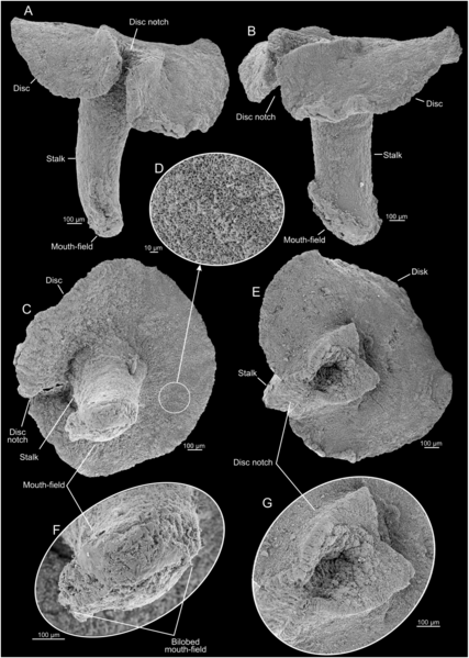 File:Dendrogramma enigmatica paratype 1.png