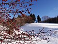 Vignette pour la version du 31 décembre 2012 à 18:10