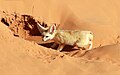 Desert fennec . Sahara fox in Morocco.jpg