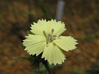 Dianthus knappii