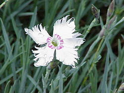 Sulkaneilikka (Dianthus plumarius)