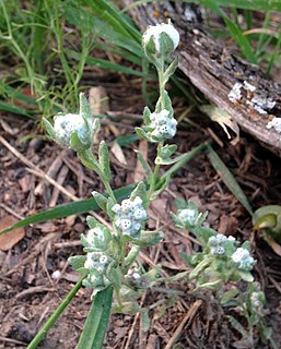 <i>Diaperia verna</i> Species of flowering plant