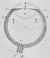 Die Gartenlaube (1883) b 112 2.jpg Fig. 1 Schematischer horizontaler Durchschnitt durch das menschliche Auge