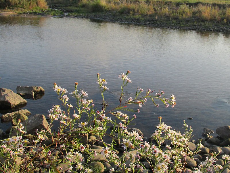 File:Die Murg bei Bischweier - panoramio.jpg