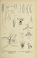 Oberonia costeriana figure 181 in: Johannes Jacobus Smith: Die Orchideen von Java Figuren-Atlas - 3. Heft Leiden (1910)