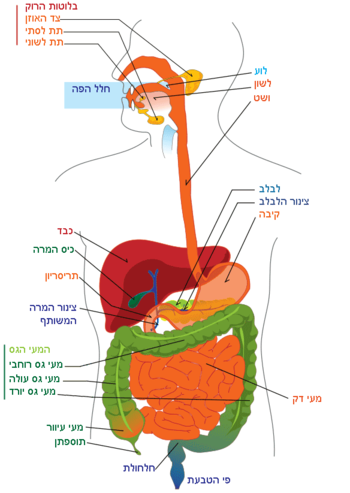 Digestive system diagram.png