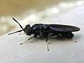 unidentified Stratiomyidae, Costa Rica