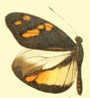 <i>Dismorphia zaela</i> Species of butterfly