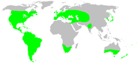 Miniatura per Llista d'espècies d'anifènids