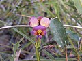 Diuris longifolia Australia Western Australia Mount Barker