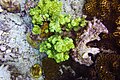 Acropora et coraux champignons