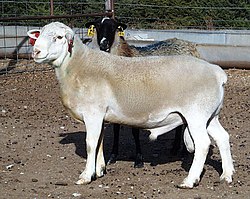 A white-headed Dorper ram (with Romanov ewe in the background) Dorper white ram.jpg