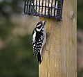 A male downy woodpecker eating from a suet feeder