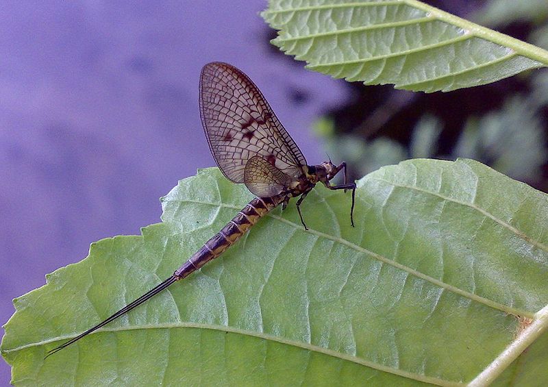 File:E. Vulgata female.jpg