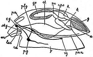 EB1911 Mollusca - Diagram of a primitive Mollusc.jpg