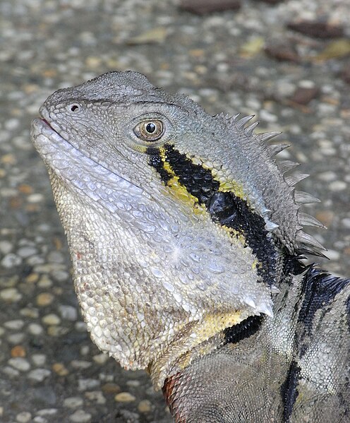 File:Eastern Water Dragon Portrait.JPG