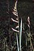 Echinochloa crus-galli01.jpg