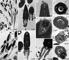 File:Echinopsolus (10.11646-zootaxa.3841.4.7) Figure 4.png (Category:Echinopsolus acanthocola)