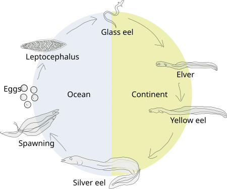 ไฟล์:Eel-life-circle1.svg