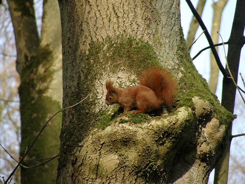 File:Eichhörnchen23.Febr.08.jpg