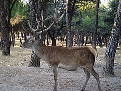 Deer in the Monte de El Pardo. El Pardo ciervo.jpg