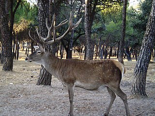 <span class="mw-page-title-main">Spanish red deer</span> Subspecies of deer