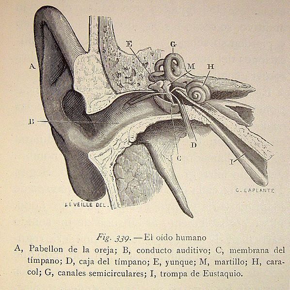 File:El oído humano (1882).jpg