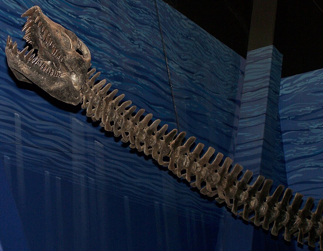 Elasmosaurus