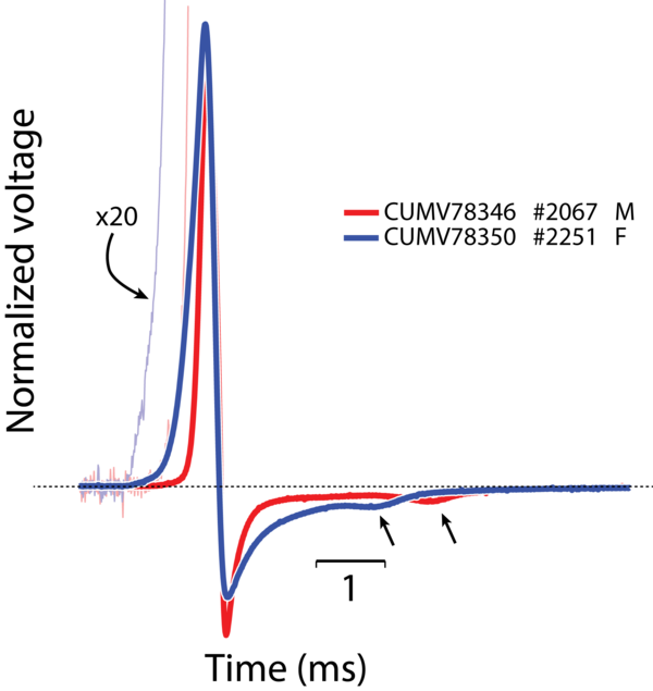 Paramormyrops hopkinsi.png uchun elektr organlarining zaryadsizlanishi to'lqin shakli