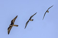 Eleonora's falcon (Falco eleonorae) in flight composite.jpg