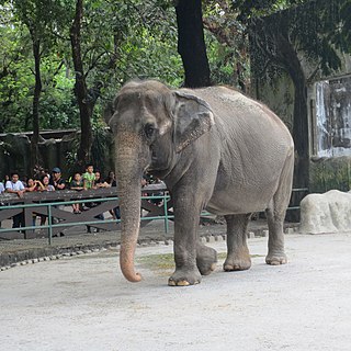 <span class="mw-page-title-main">Mali (elephant)</span> Asian elephant at Manila Zoo (1974–2023)