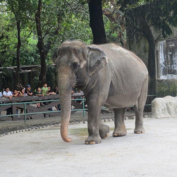 File:Elephant mali at manila zoo.jpg