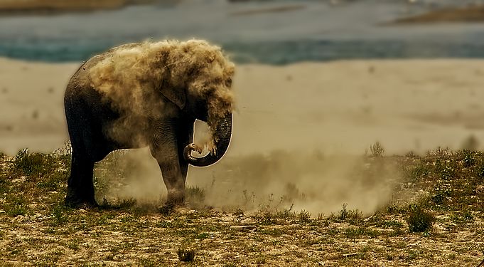 An Indian elephant (Elephas maximus indicus) taking a dust bath at the Banks of the Ramganga River in Jim Corbett National park Tanmay Haldar