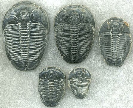 Trilobites were very common during this time