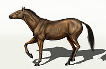 Equus converidens.jpg 