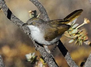 <span class="mw-page-title-main">Karoo eremomela</span> Species of bird