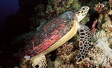 Eretmochelys imbricata par Jacek Madejski.jpg