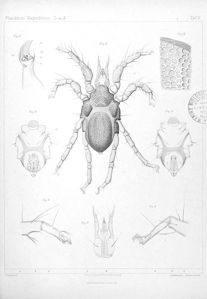 File:Ergebnisse der Plankton-Expedition der Humboldt-Stiftung (2Gaβ) Tafel V.png