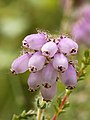 Fleurs en grappe compacte